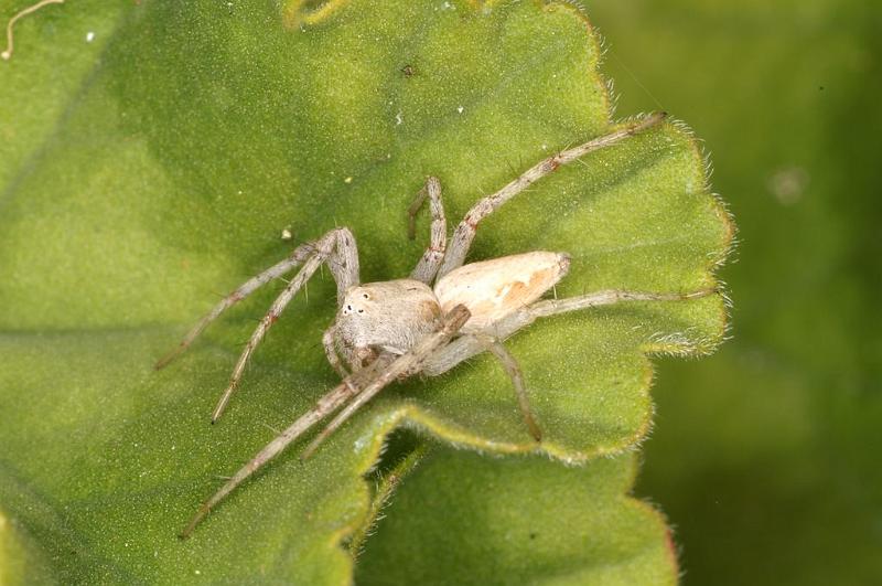 Oxyopes_ZZ562_D7147_Z_88_Macquarie caravan park_Australie.jpg